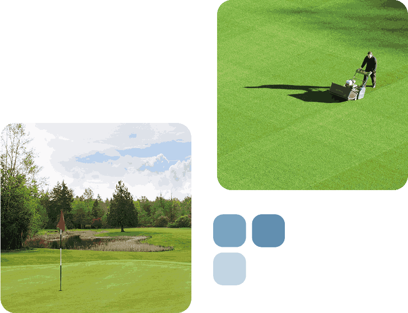 A dog running on a green golf course fairway.